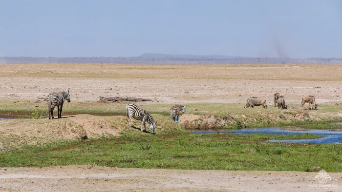 Zebras and wildebeest grazing a green marsh edge under vast hazy plains