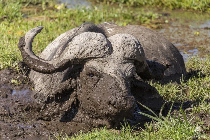Cape buffalo coated head-to-horn in wet mud, wallowing and staring forward