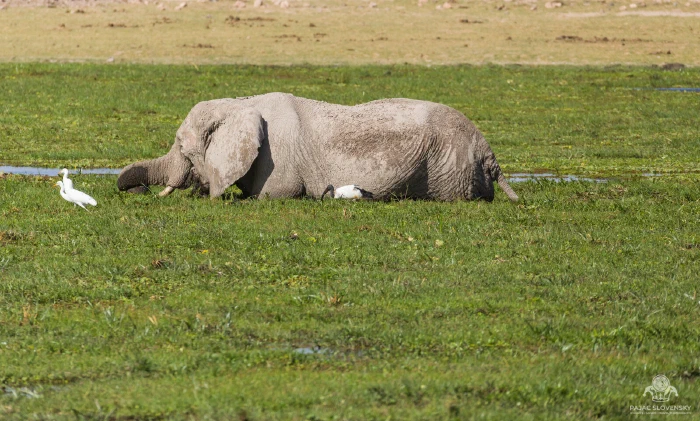 Elephant wading belly-deep in marsh grass with two cattle egrets foraging