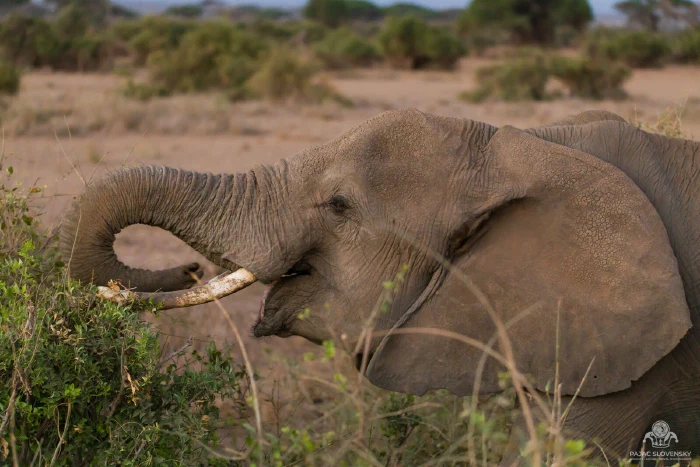 Elephant in profile looping trunk into bush, browsing at dusk