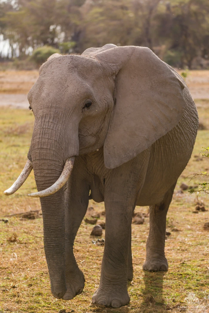 Tusked elephant bull striding directly toward the camera across dry plain