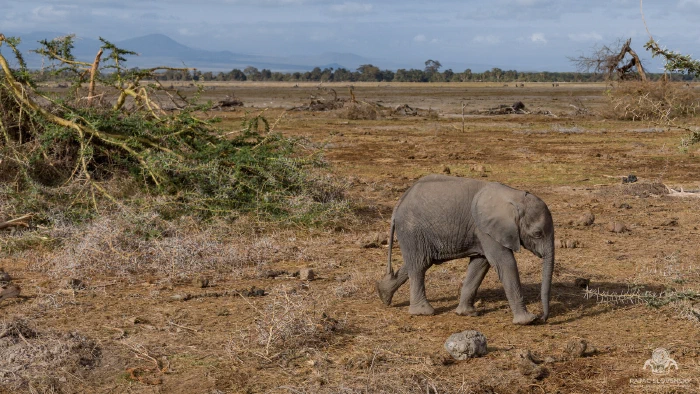 Lone elephant calf crossing dusty lake-bed plain below distant hills