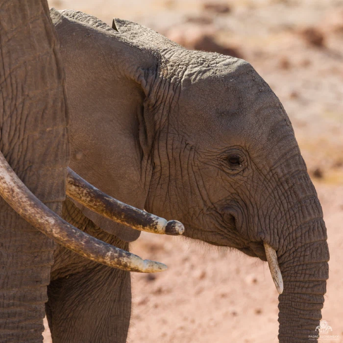 Elephant calf head in profile framed beneath mother's crossed tusks