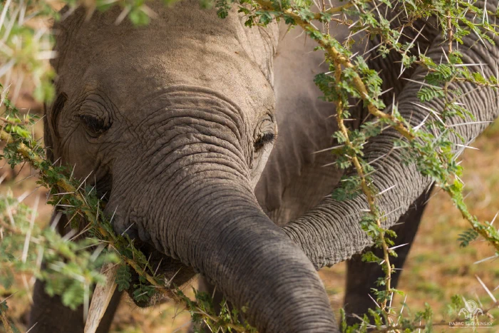 Young elephant curling trunk around a thorny acacia branch while browsing