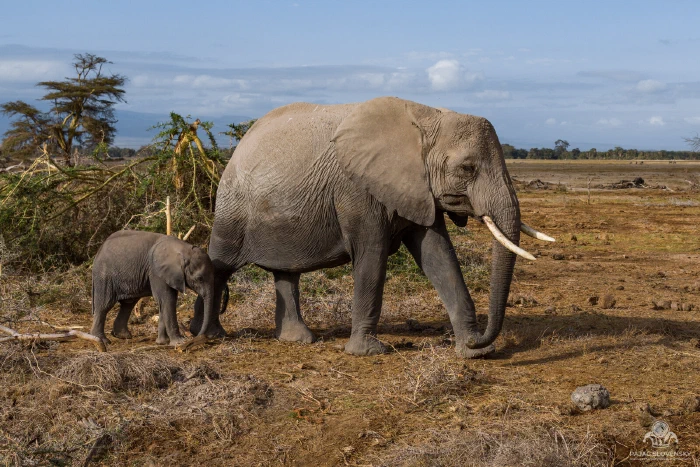 Elephant cow with young calf walking past a fallen acacia, Amboseli