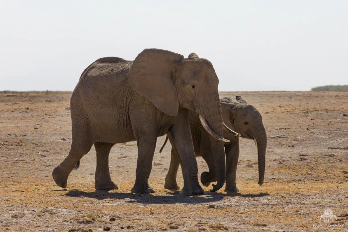 Elephant mother and young calf striding across dusty lake-bed plain