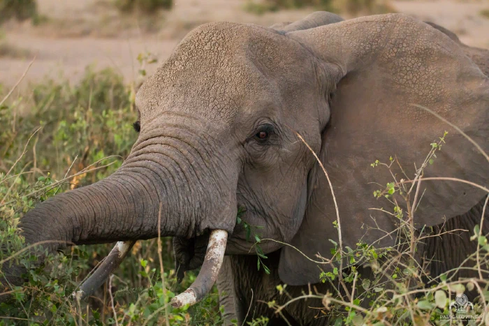 Elephant facing camera, trunk resting between crossed stained tusks