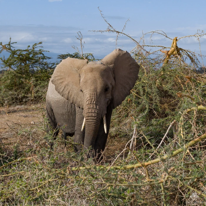 Young elephant facing camera with ears flared above thorn scrub