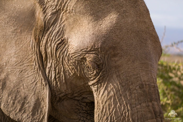 Close-up of an elephant's lashed eye amid deeply wrinkled sunlit hide
