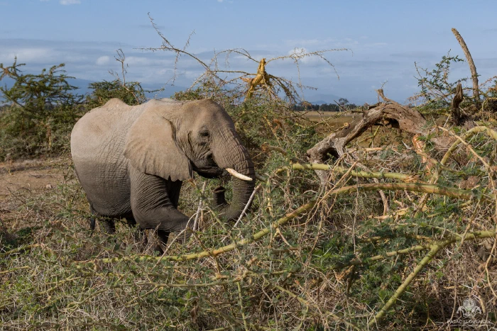 Elephant pushing through fallen acacia branches beside a weathered dead log
