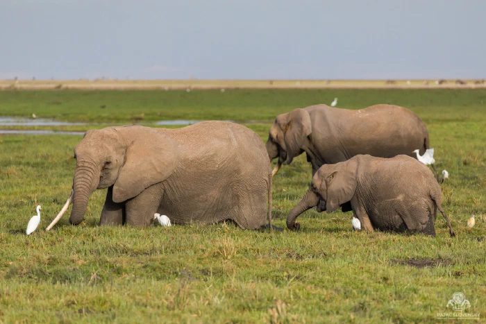 Elephant cow and calf grazing marsh among attending cattle egrets