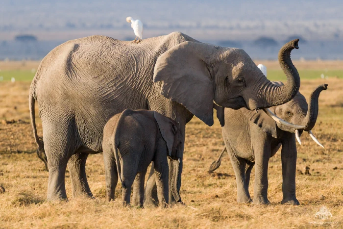 Elephant family raising trunks, cattle egret perched on matriarch's back