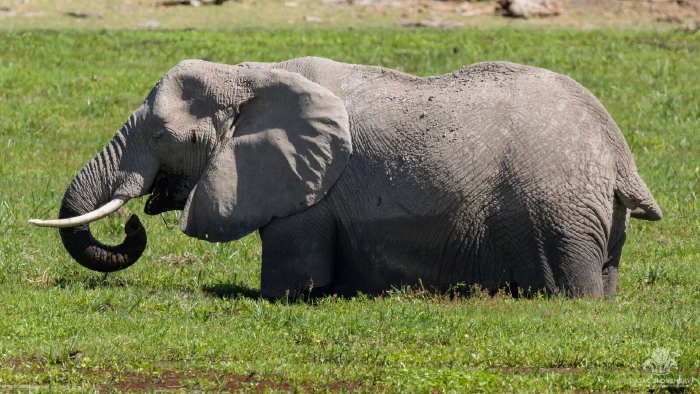 African elephant belly-deep in marsh grass, curling trunk to mouth
