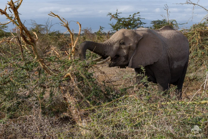 Elephant in profile grasping acacia twigs with a tightly curled trunk