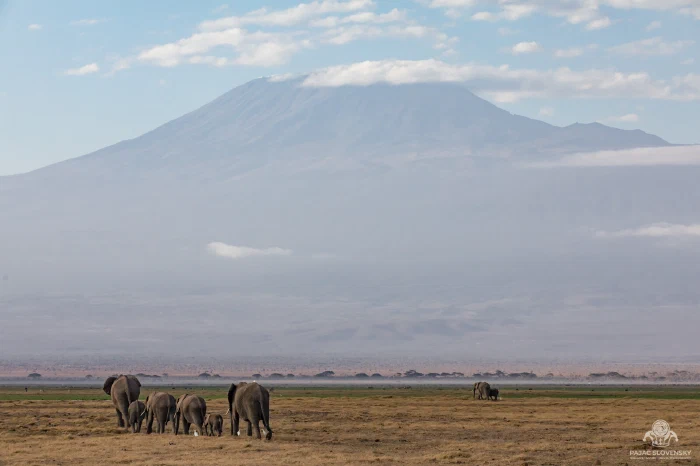 Elephant herd trekking beneath snow-capped Mount Kilimanjaro