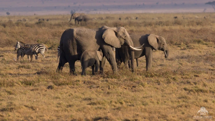 Elephant family walking past zebras and foal on hazy golden savanna