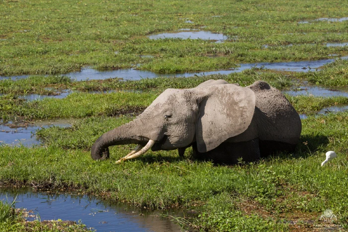 Elephant grazing among reflective water channels threading the Amboseli marsh
