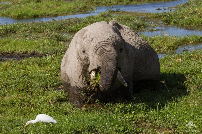 Elephant curling trunkful of marsh grass to its mouth, egret foraging nearby