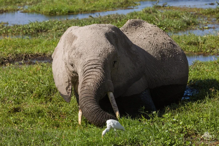 Mud-coated elephant feeding chest-deep in green marsh beside cattle egret