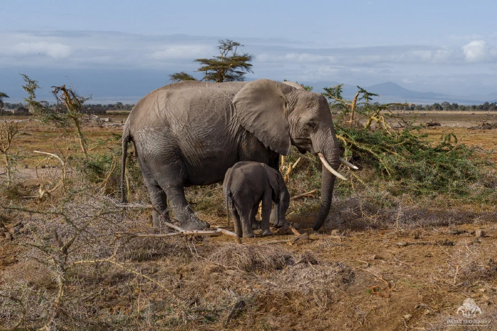 Elephant mother shielding her small calf on dry plains, distant hills beyond