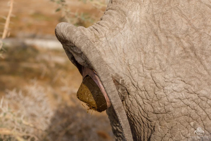 Elephant's curled lip gripping a chewed green bolus, seen from behind