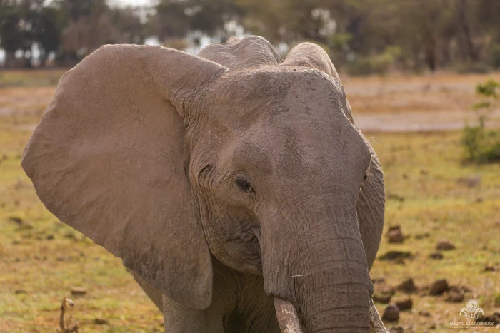 Mud-caked elephant facing camera with one ear fanned dramatically wide