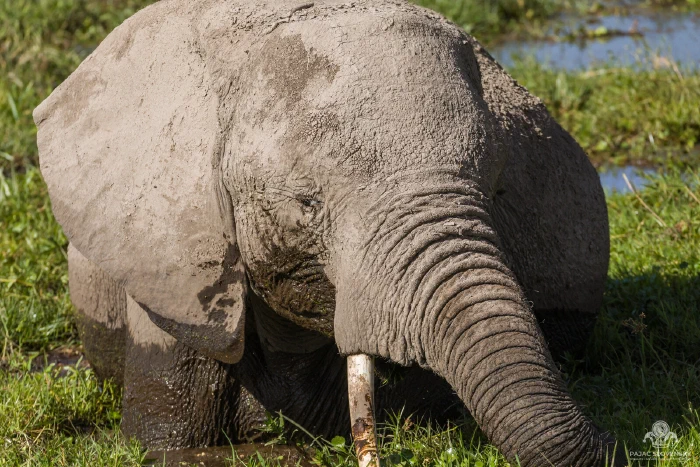 Close-up of mud-caked elephant head, trunk draped over stained tusk