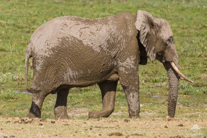 Mud-caked African elephant striding in full profile across green marsh edge
