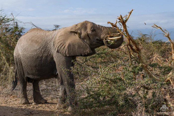 African elephant stretching trunk high to strip a broken acacia branch