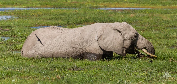 Elephant feeding chest-deep in swamp as a swallow skims past its back