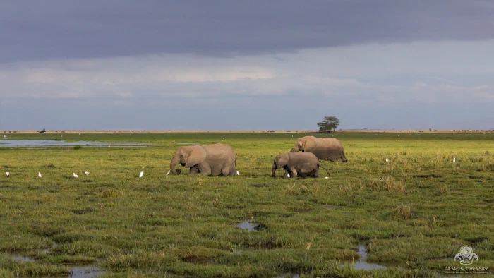 Three elephants grazing green marshland under brooding storm clouds