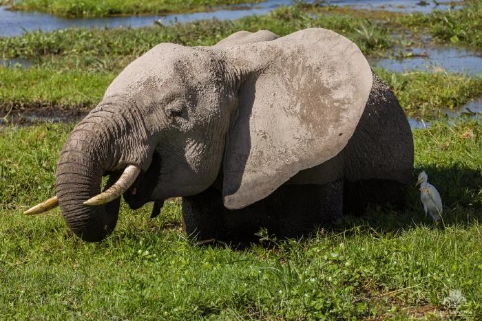 Close-up of elephant curling trunk to graze, cattle egret at its flank