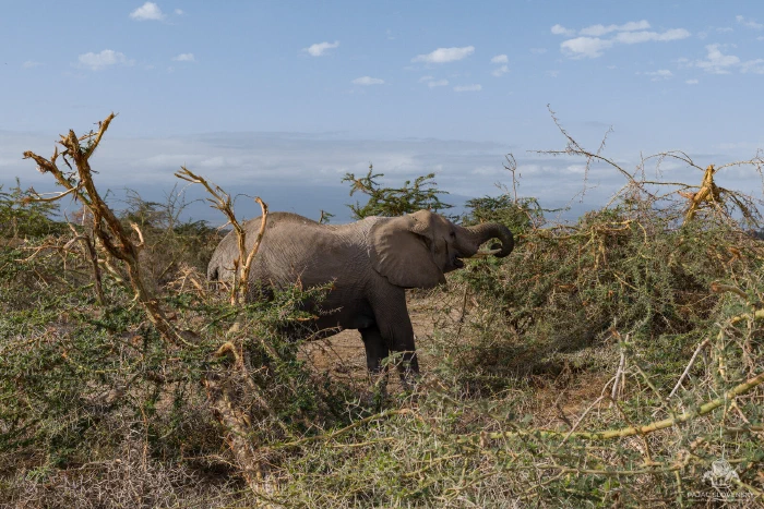 Elephant curling trunk to mouth while browsing behind thorny acacia tangle