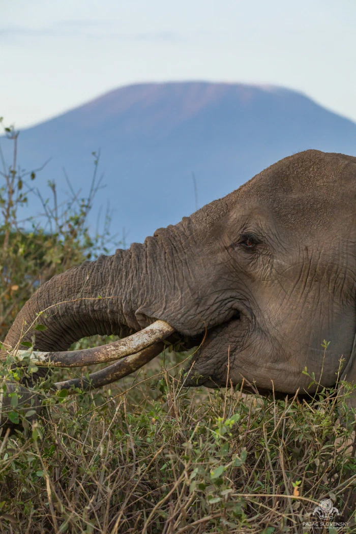 Tusker elephant feeding in scrub beneath Mount Kilimanjaro summit