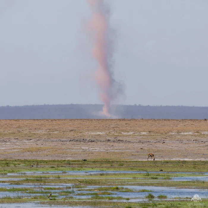Lone Thomson's gazelle grazing beneath a towering pink dust devil