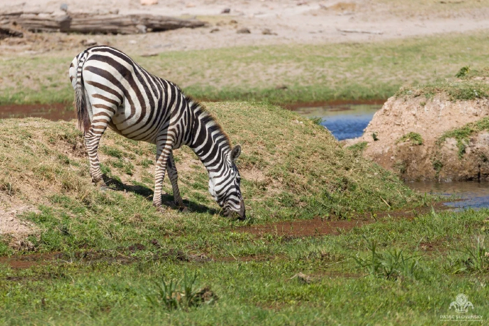 Lone plains zebra grazing head-down on a mound beside marsh water