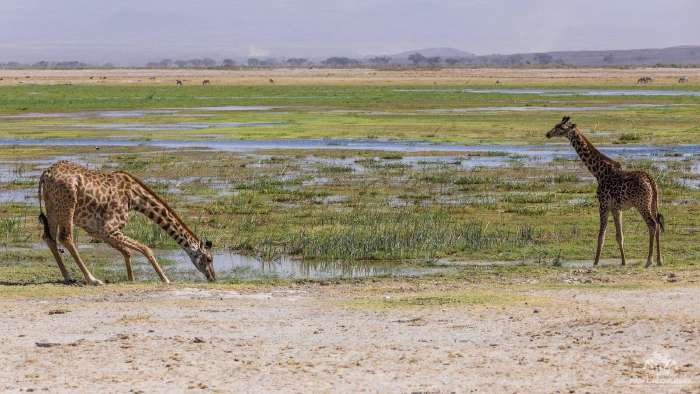 Masai giraffe splays forelegs to drink at marsh edge, juvenile watching