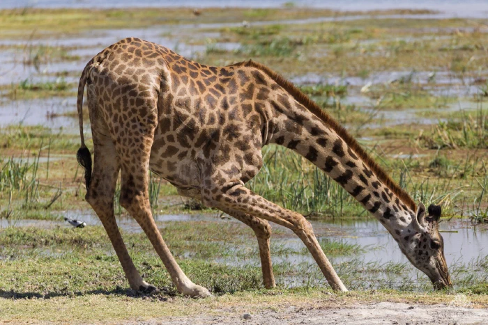Masai giraffe splaying its forelegs to drink at a marsh edge