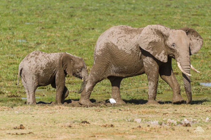 Mud-caked elephant cow follows calf through marsh grass, cattle egret trailing