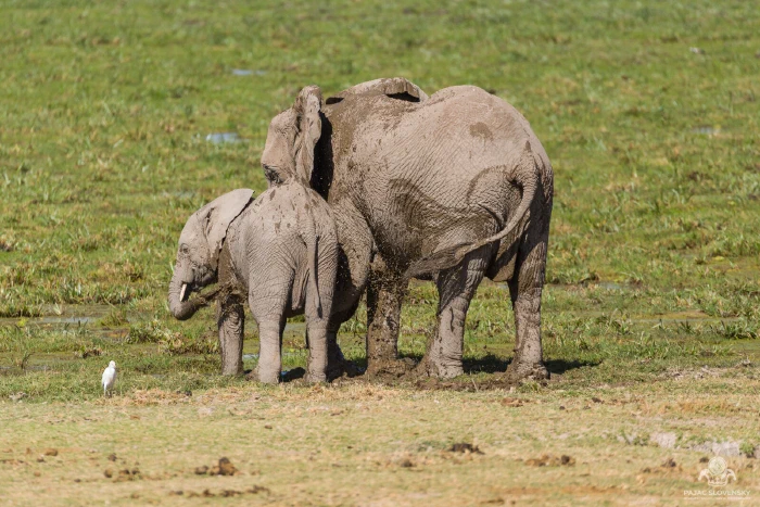 Mud-slicked elephant cow and calf from behind in green marsh, egret nearby