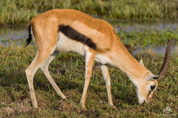Thomson's gazelle grazing head-down at the green edge of a marsh