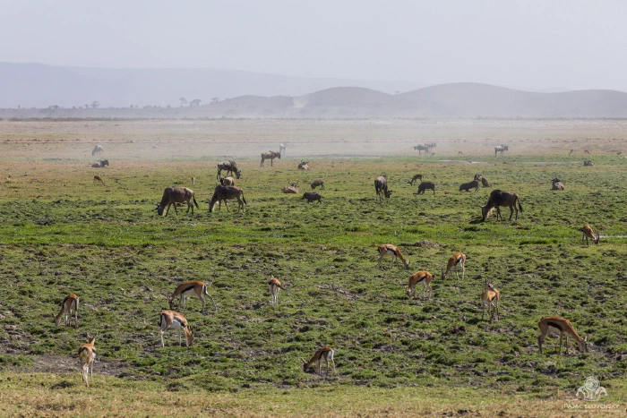 Thomson's gazelles and wildebeest scattered across hazy green marsh flats
