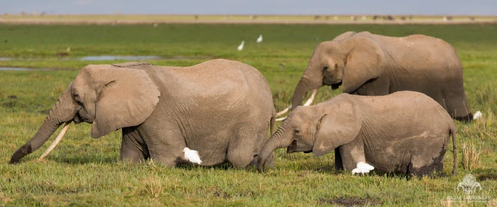 Panorama of long-tusked elephants and calf feeding through flooded marsh
