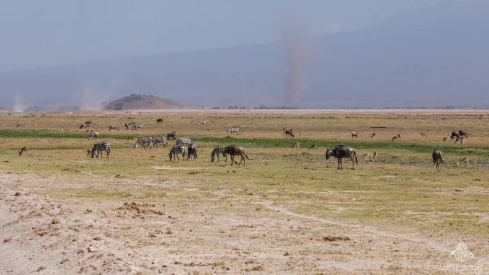 Mixed herds grazing the dry lake-bed edge as twin dust devils rise