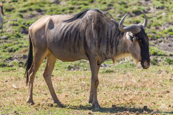 White-bearded wildebeest in full side profile crossing sunlit short grass