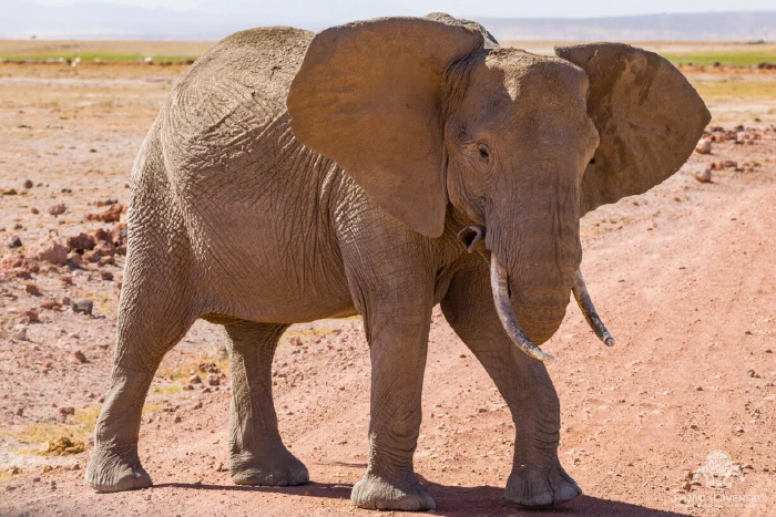 Dust-colored young elephant facing camera, ears flared, on red track