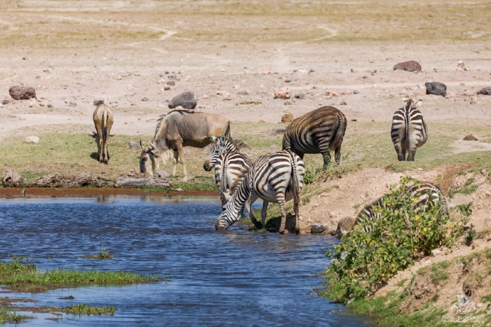 Zebras drinking at a blue channel while eland and wildebeest graze behind