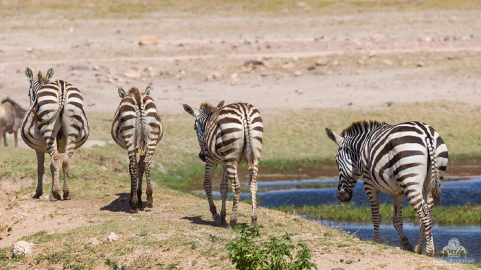Four plains zebras walking away along a channel, one glancing back