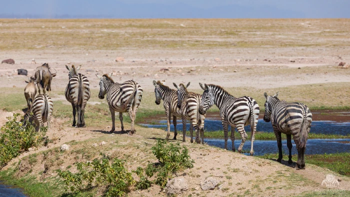 Zebra and wildebeest herd filing along a marsh bank, dry plains beyond