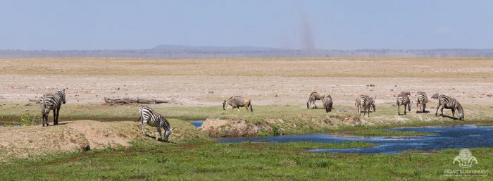 Zebra and wildebeest graze a marsh channel below a distant dust devil
